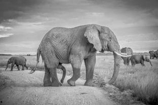电影大象在线观看,一场视觉与心灵的震撼之旅 第3张 电影大象在线观看,一场视觉与心灵的震撼之旅 第3张